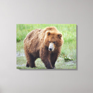 Toile à enveloppement Premium 24x18 d'ours grizzl