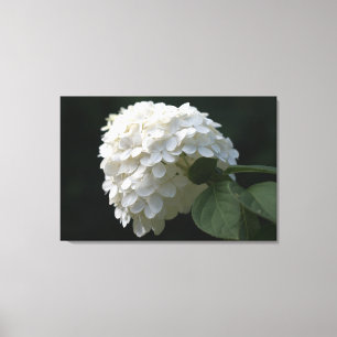 Toile à fleurs Lime Blanc Hydrangea Imprimer