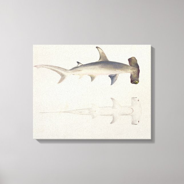 Toile A Hammer-headed Shark, Loheia, formerly attributed (Recto)