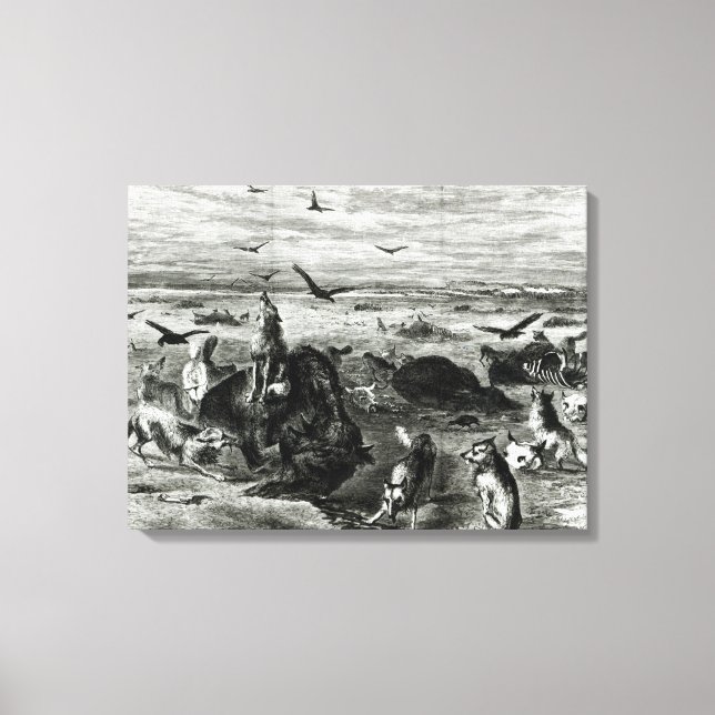Toile Abattage de Buffaloes dans les plaines (Recto)