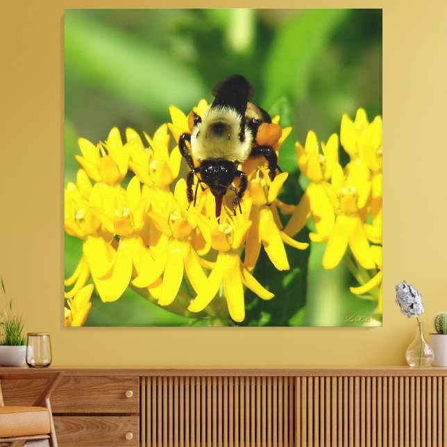 Toile Abeille se régalant de fleurs sauvages d'asclépiad (Insitu(Salon))