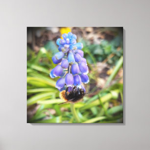 Toile Abeille sur Muscari Armeniacum, Grape Hyacinth