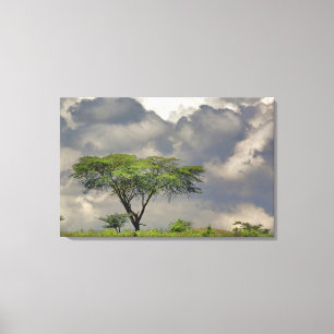 Toile Acacia tortilis, Acacia tortilis, et