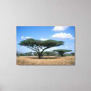 Toile Acacia tortilis (Acacia tortilis), Mkuze