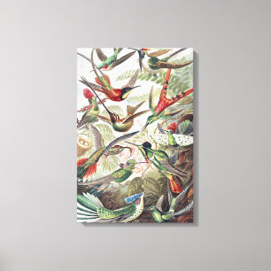 Toile Affiche vintage d'Ernst Haeckel sur les colibris c