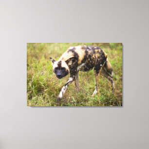 Toile African Wild Dog, Madikwe Game