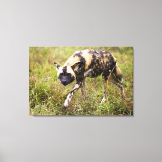Toile African Wild Dog, Madikwe Game (Recto)