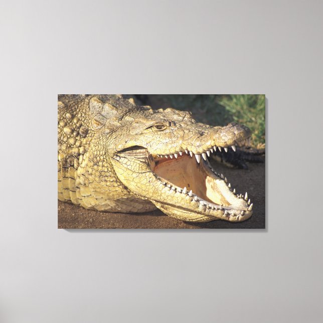 Toile Afrique, Afrique du Sud crocodile du Nil (Recto)