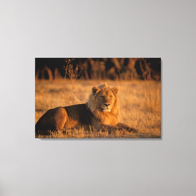 Toile Afrique, Botswana, Delta de l'Okavango. Lion (Pant (Recto)