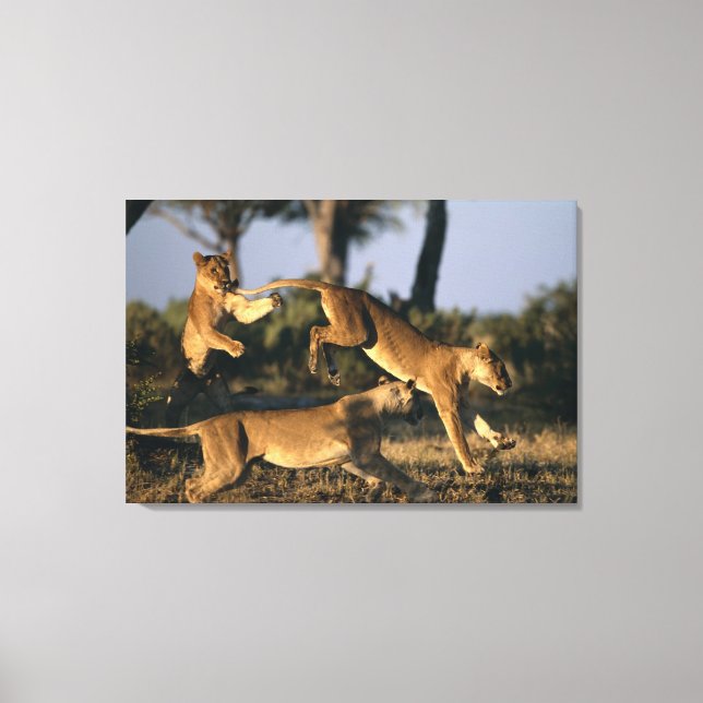 Toile Afrique, Botswana, Parc national de Chobe, Lionnes (Recto)