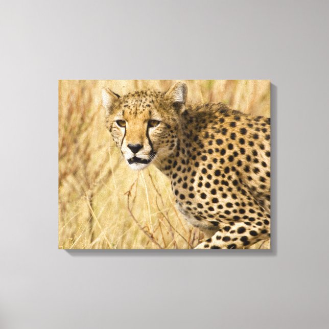 Toile Afrique. Kenya. Guépard au parc national de Sambur (Recto)