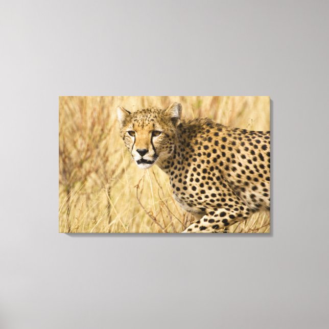Toile Afrique. Kenya. Guépard au parc national de Sambur (Recto)