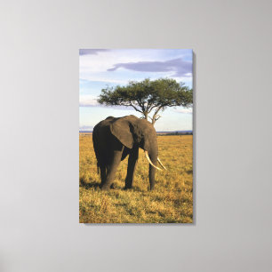 Toile Afrique, Kenya, Maasai Mara. Un éléphant dans le