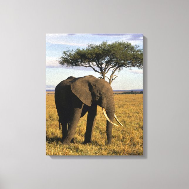 Toile Afrique, Kenya, Maasai Mara. Un éléphant dans le (Recto)
