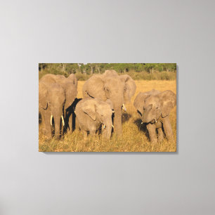 Toile Afrique, Kenya, Masai Mara. Éléphant d'Afrique