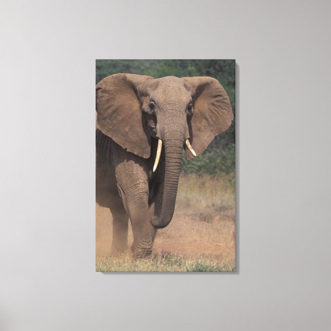 Toile Afrique, Kenya, Nanyuki, Mpala. Éléphant d'Afrique (Recto)