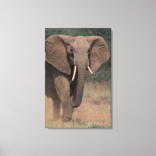 Toile Afrique, Kenya, Nanyuki, Mpala. Éléphant d'Afrique