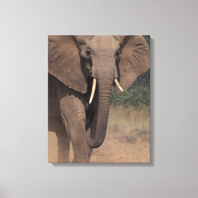 Toile Afrique, Kenya, Nanyuki, Mpala. Éléphant d'Afrique (Recto)