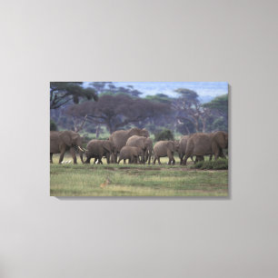 Toile Afrique, Kenya, Parc national d'Amboseli. Africain