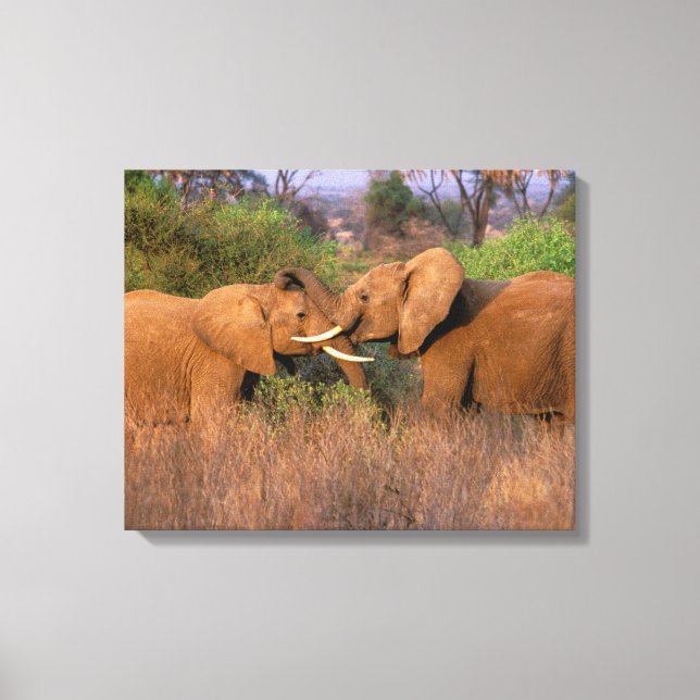 Toile Afrique, Kenya, Samburu. Défi de l'éléphant (Recto)