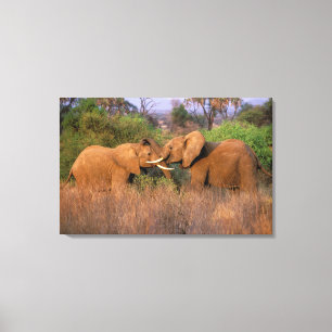 Toile Afrique, Kenya, Samburu. Défi de l'éléphant