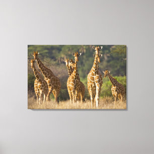 Toile Afrique. Kenya. Troupeau de girafes réticulées