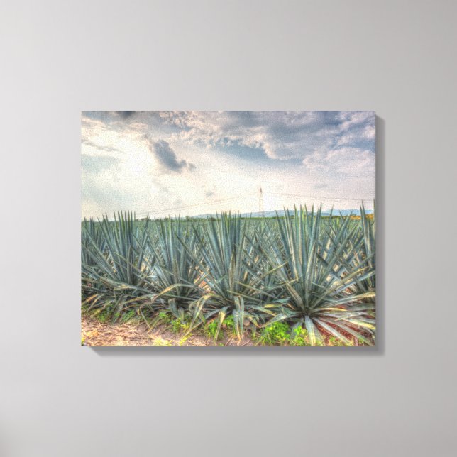 Toile Agave bleue (Recto)