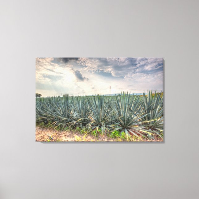 Toile Agave bleue (Recto)