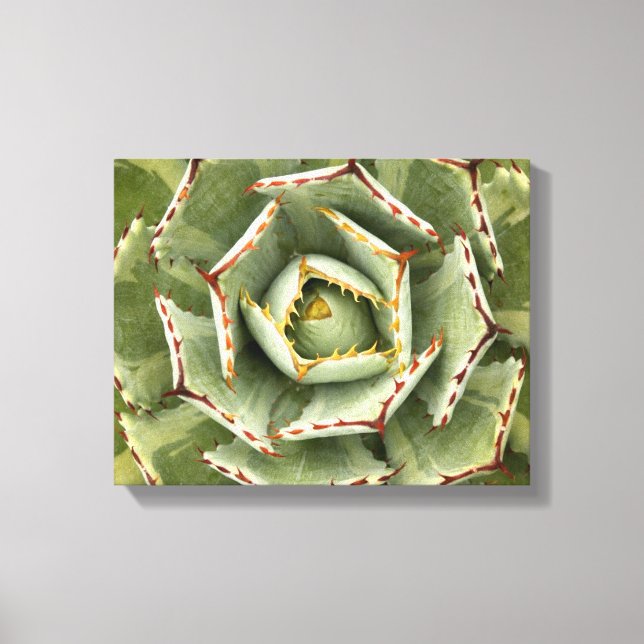 Toile Agave 'Cream Spike' photo (Recto)