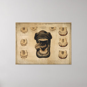 Toile Âge de la bouche de cheval Dents Etching Aquarelle