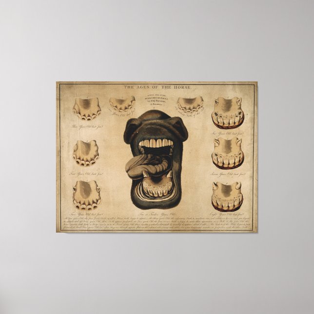 Toile Âge de la bouche de cheval Dents Etching Aquarelle (Recto)