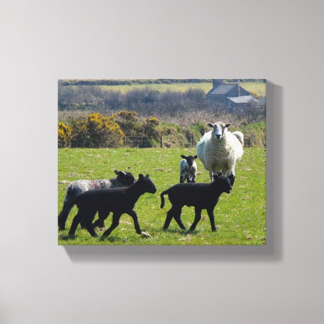 Toile Agneaux de mouton Bodmin Moor Cornwall Angleterre (Recto)