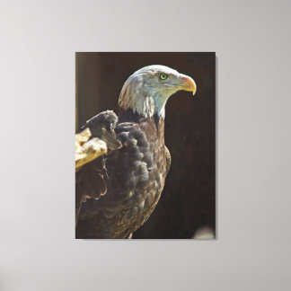 Toile Aigle à tête blanche américaine
