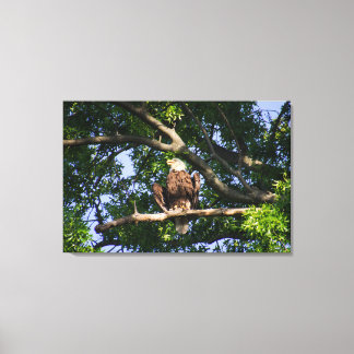 Toile Aigle Bald sur Portrait