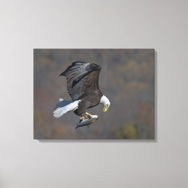 Toile Aigle chauve regardant un poisson (Recto)
