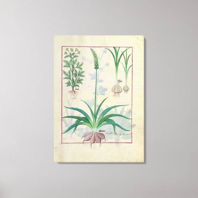Toile Ail et autres plantes (Recto)