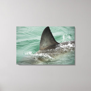 Toile Aileron dorsal d'un grand requin blanc