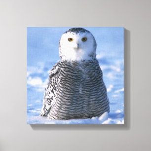 Toile Alaska Arctic Snowy Owl Photo Conçu