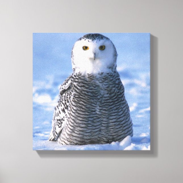 Toile Alaska Arctic Snowy Owl Photo Conçu (Recto)