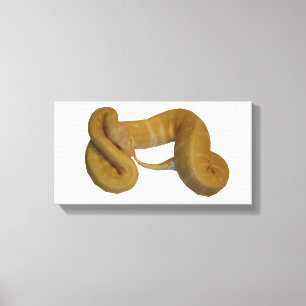 Toile Albino Het Red Axantha Lemon Blast