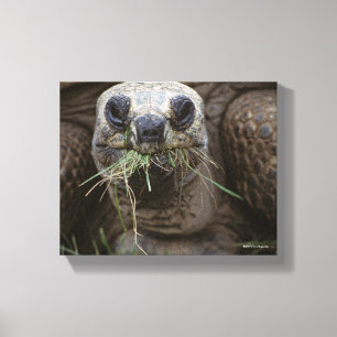 Toile Aldabra Tortoise Pâturage