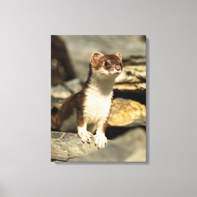 Toile Alerte Weasel (Recto)