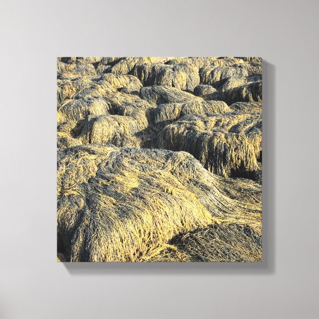 Toile algues (Recto)