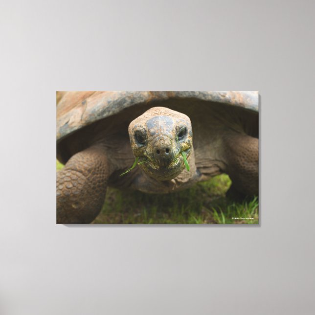 Toile Alimentation Aldabra Tortoise (Recto)