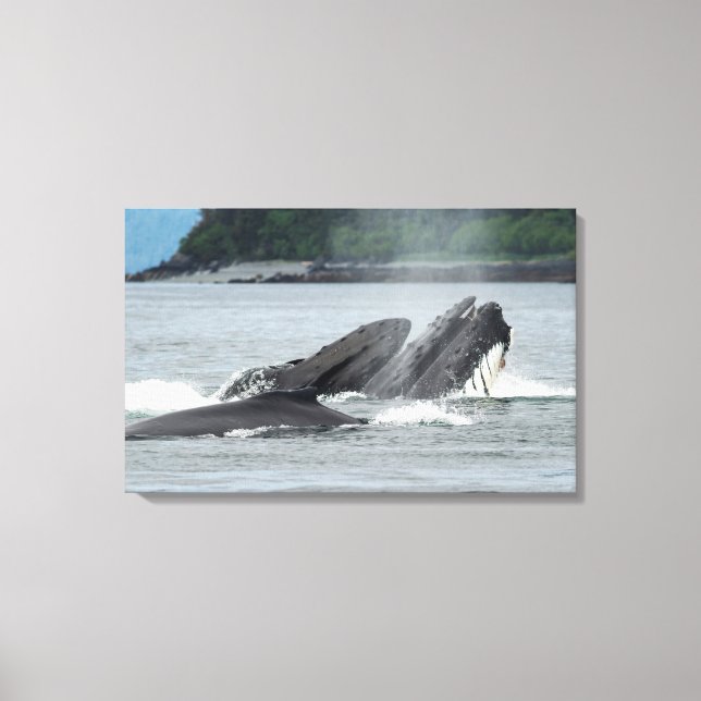 Toile Alimentation des baleines à bosse (Recto)