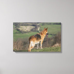 Toile Allemand Shephard regardant en bas de la colline