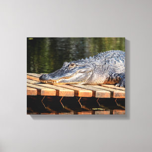 Toile Alligator 14x11 à Homosassa Springs Wildlife Stat
