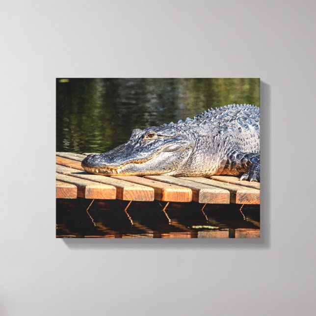 Toile Alligator 14x11 à Homosassa Springs Wildlife Stat (Recto)