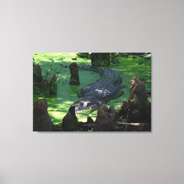 Toile Alligator Américain Dans Les Marais Photo Fine Art (Recto)