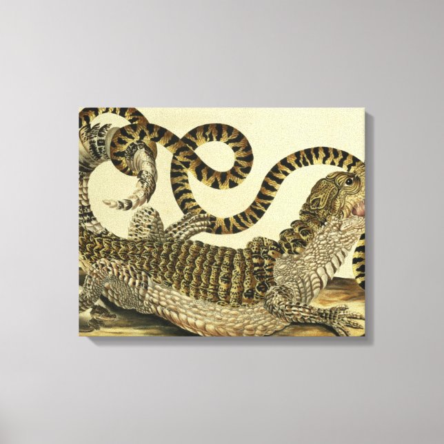 Toile Alligator and Snake, 1730 (gravure en couleur) (Recto)